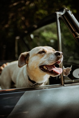 a dog sticking its head out the window of a car