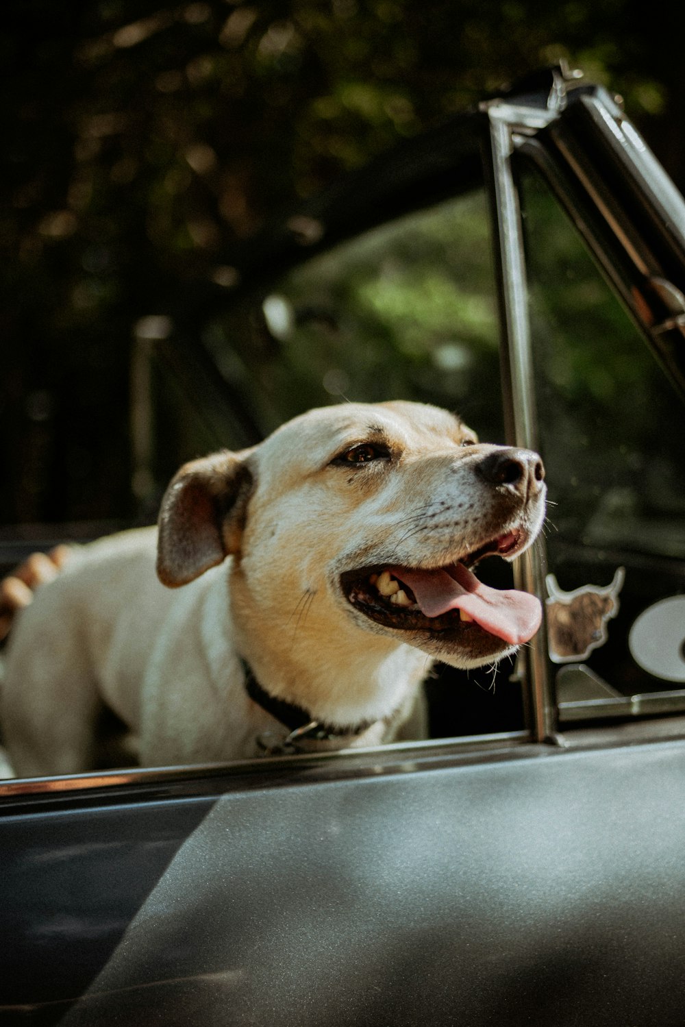 a dog sticking its head out the window of a car