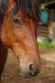 a brown horse standing on top of a dirt field