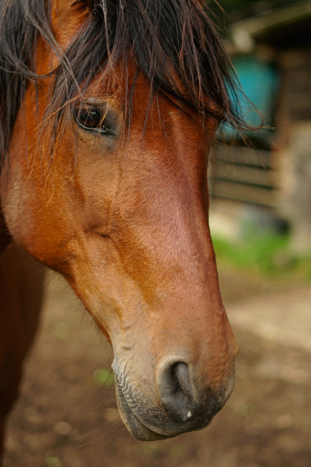 a brown horse standing on top of a dirt field