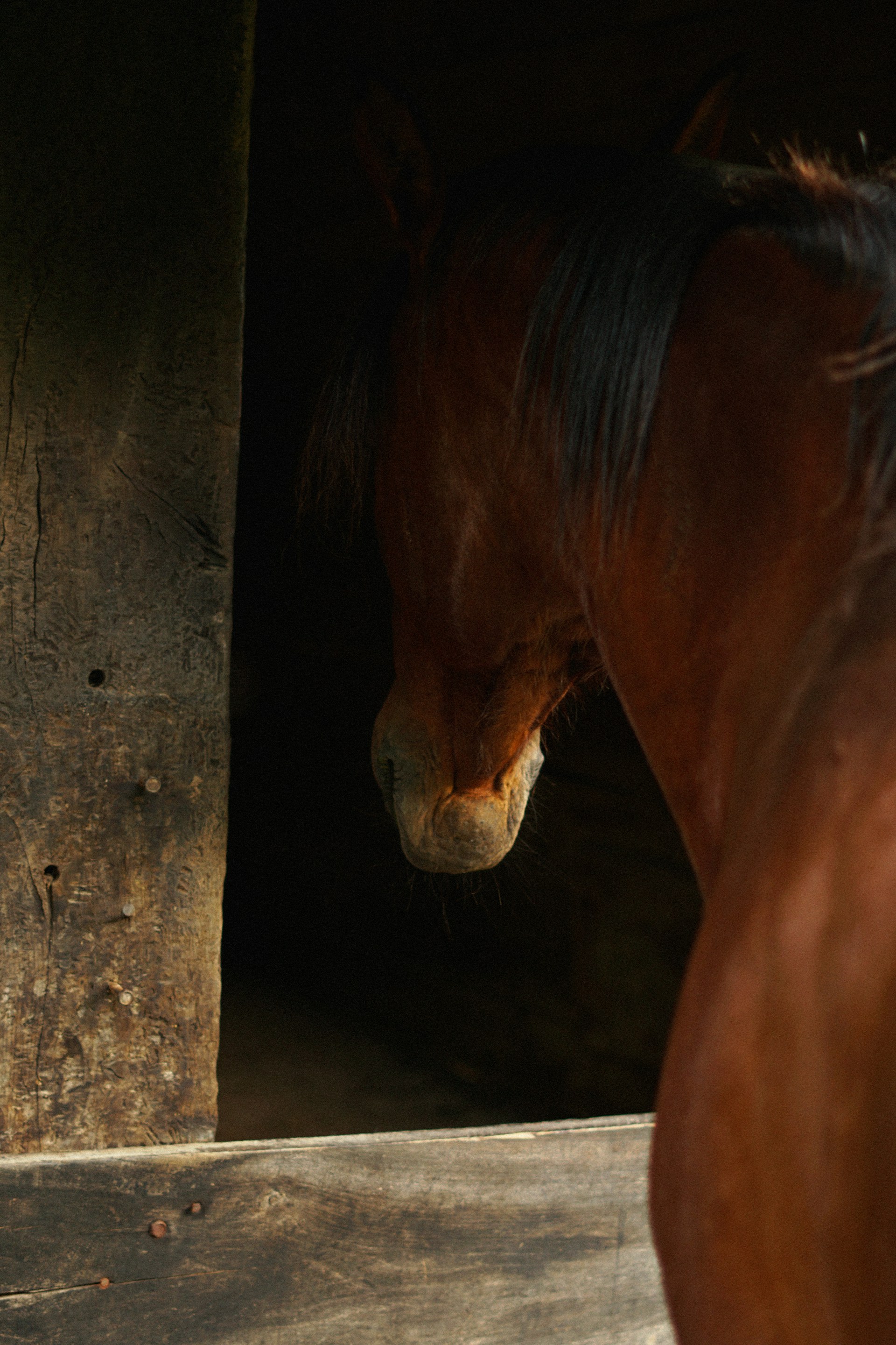 a brown horse standing next to a wooden fence