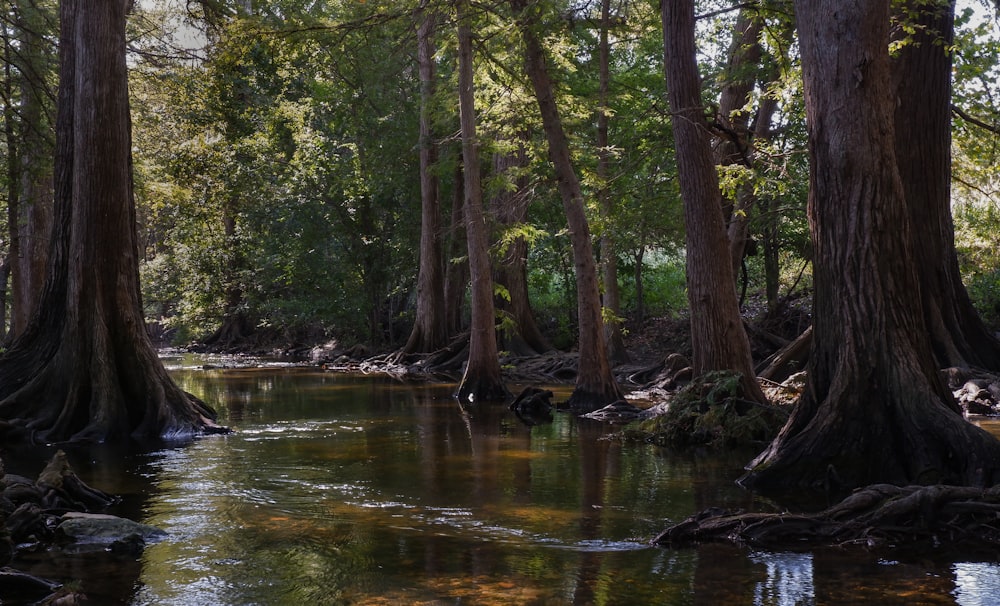 a river running through a forest filled with trees