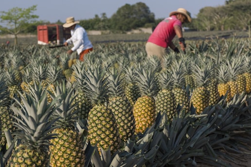 Two people wearing hats are working in a pineapple field surrounded by rows of ripe pineapples. The sky is clear, and there is a tree and a red trailer visible in the background.
