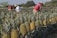 Two people wearing hats are working in a pineapple field surrounded by rows of ripe pineapples. The sky is clear, and there is a tree and a red trailer visible in the background.