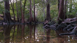 A serene, wooded area featuring tall trees with thick trunks and visible roots along a calm river or stream. The water reflects the greenery and natural surroundings, creating a tranquil and picturesque scene.