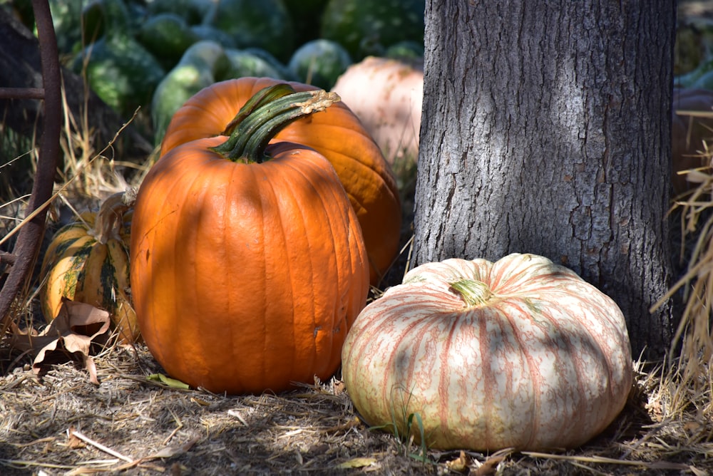 a couple of pumpkins sitting next to a tree