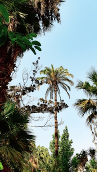 A lush palm oil plantation under a clear blue sky, showcasing rows of healthy palm trees.