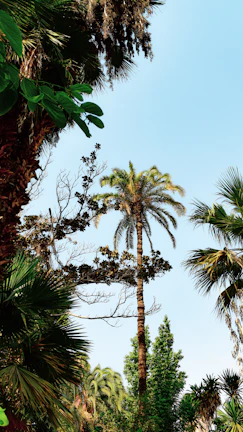 A spacious flat land area bordered by tropical palm trees under a clear blue sky.