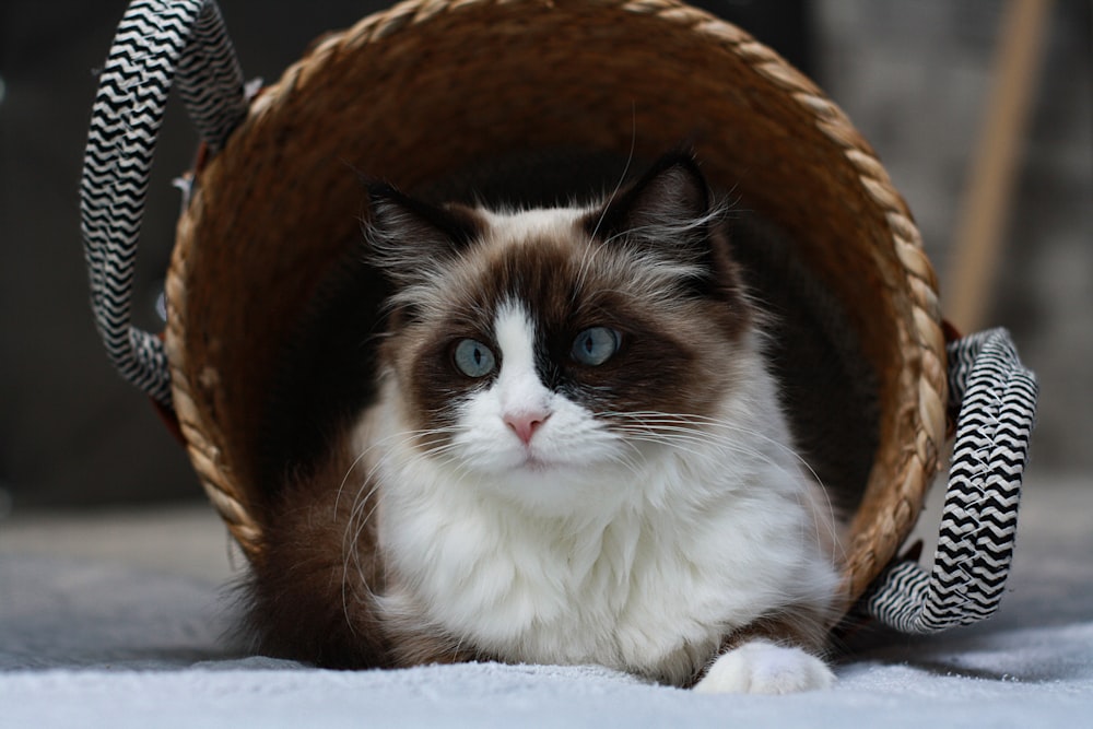 a brown and white cat sitting in a basket