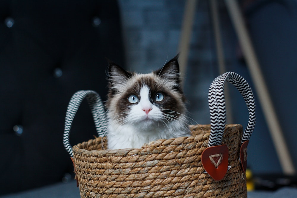 a cat sitting in a basket with a rope handle