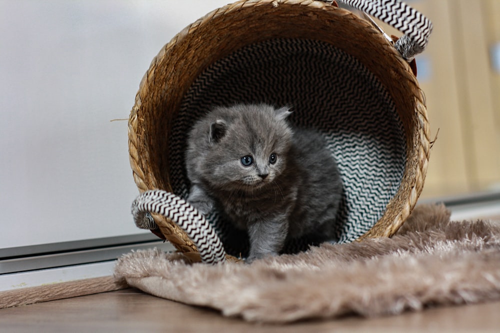 a kitten sitting in a basket on the floor