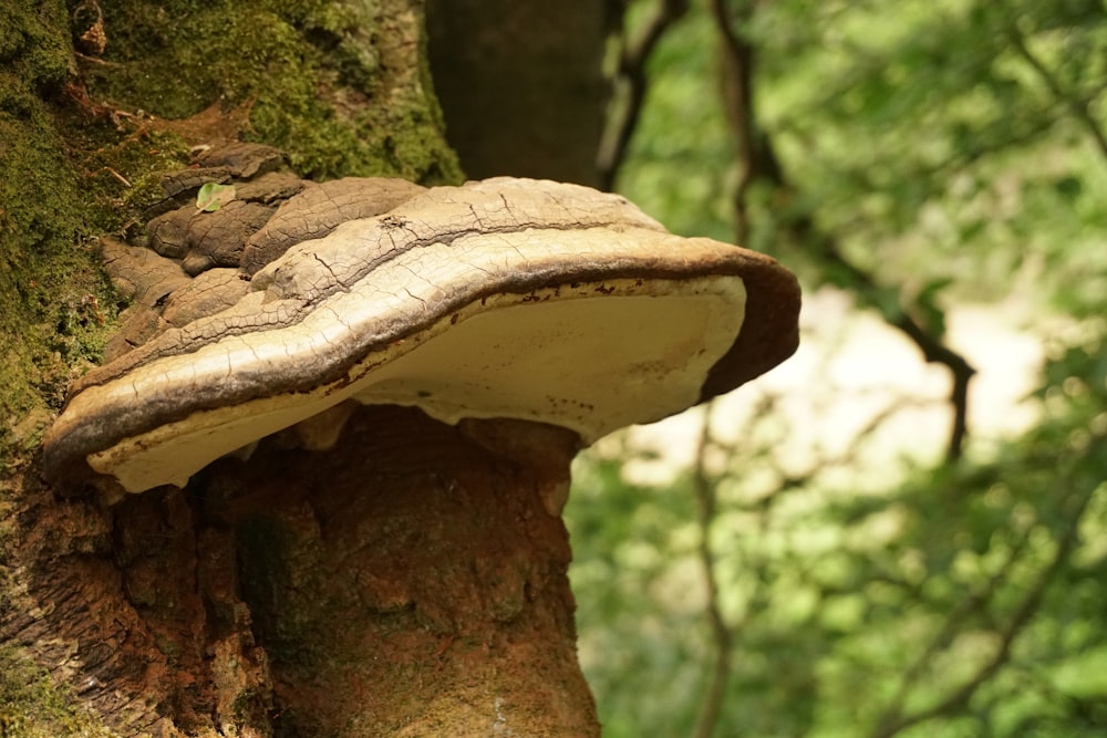 a mushroom growing on the side of a tree