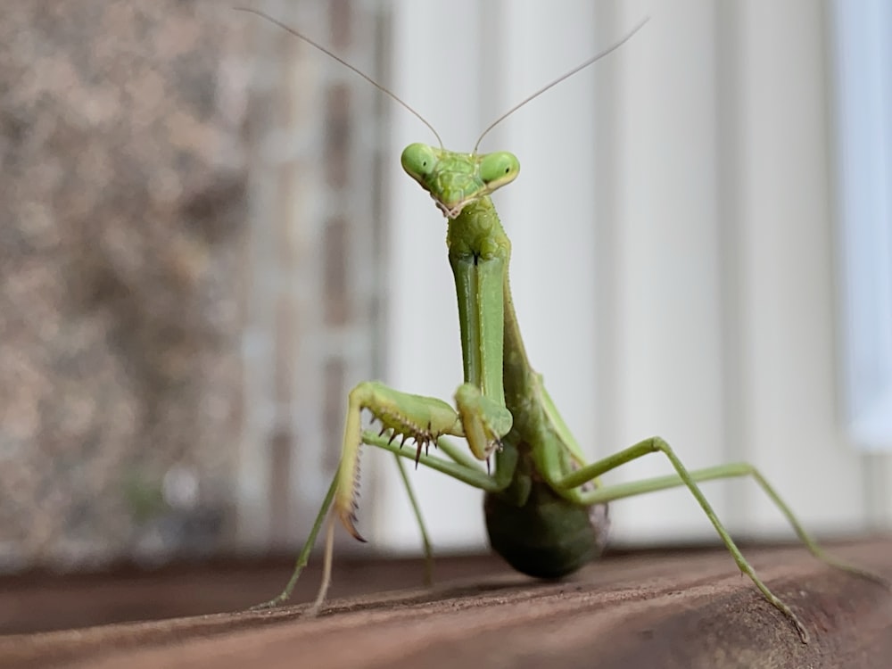 a close up of a praying mantissa on a wooden surface