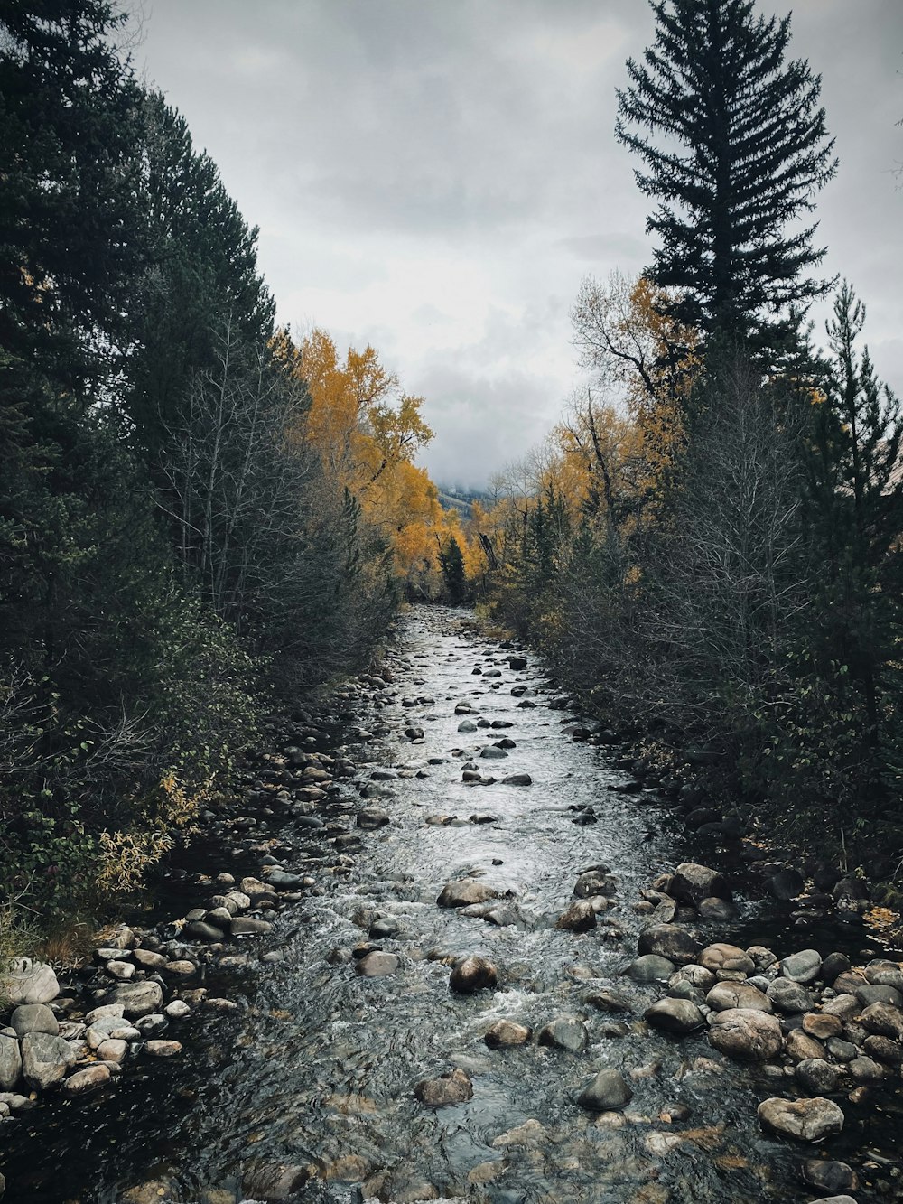 a river running through a forest filled with trees