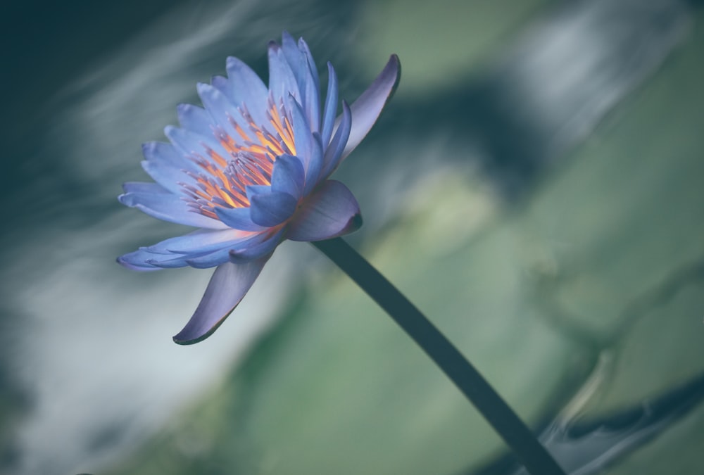 a blue water lily in a pond of water