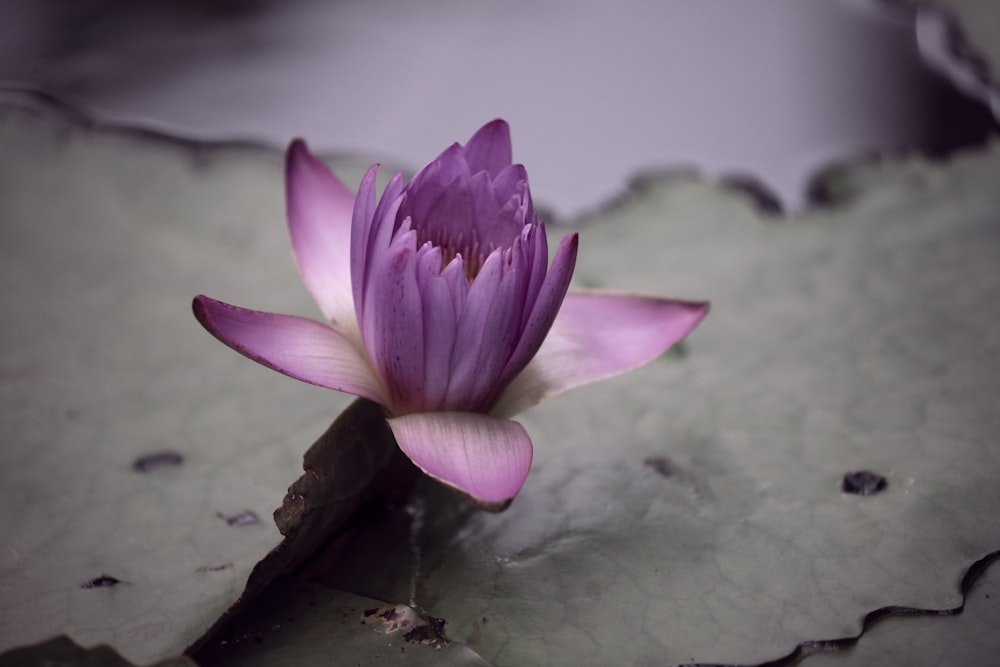 a purple flower sitting on top of a leaf