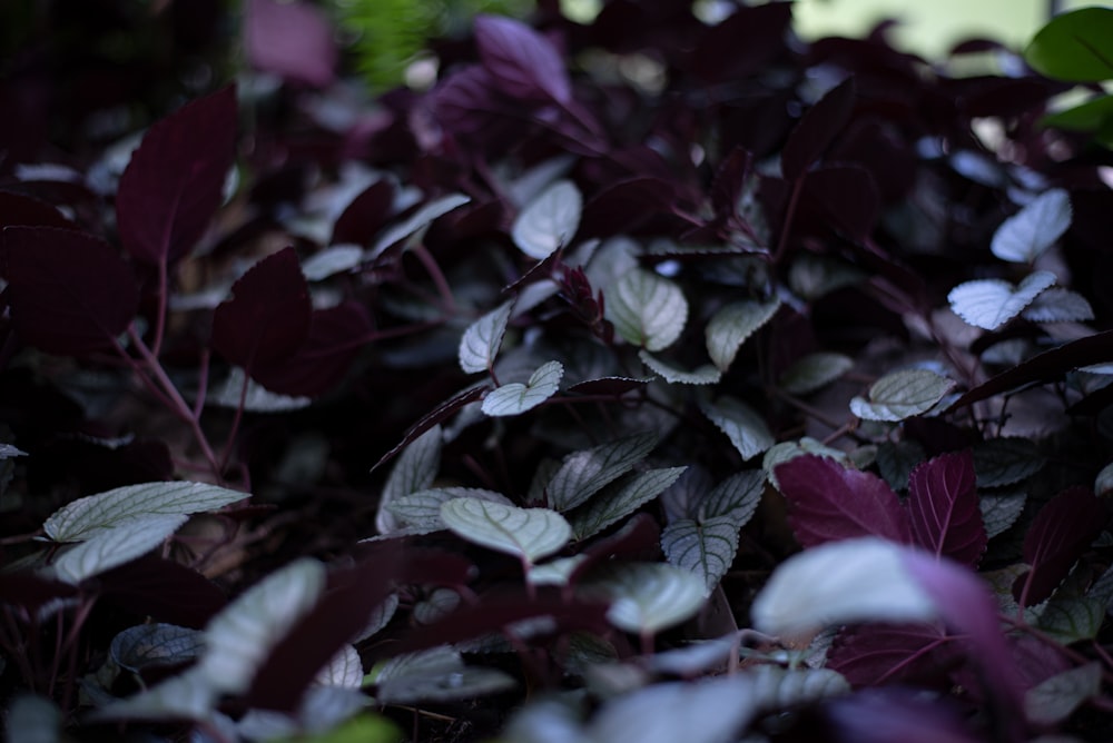 a close up of a bunch of leaves