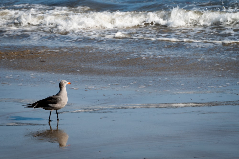 a seagull standing on the beach looking for food