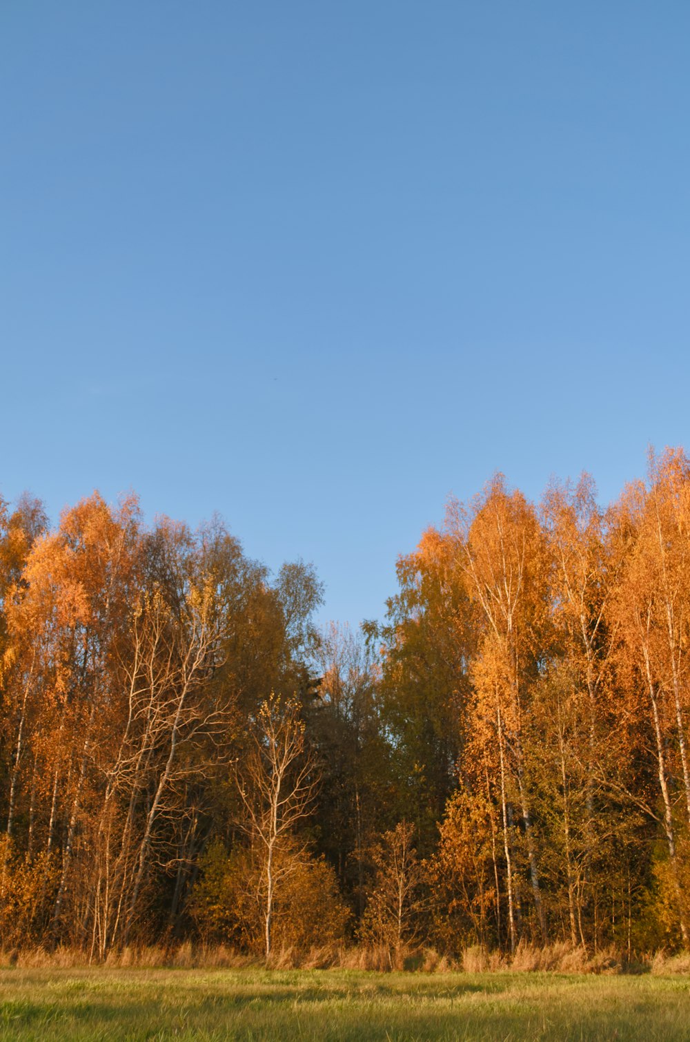 a grassy field with trees in the background