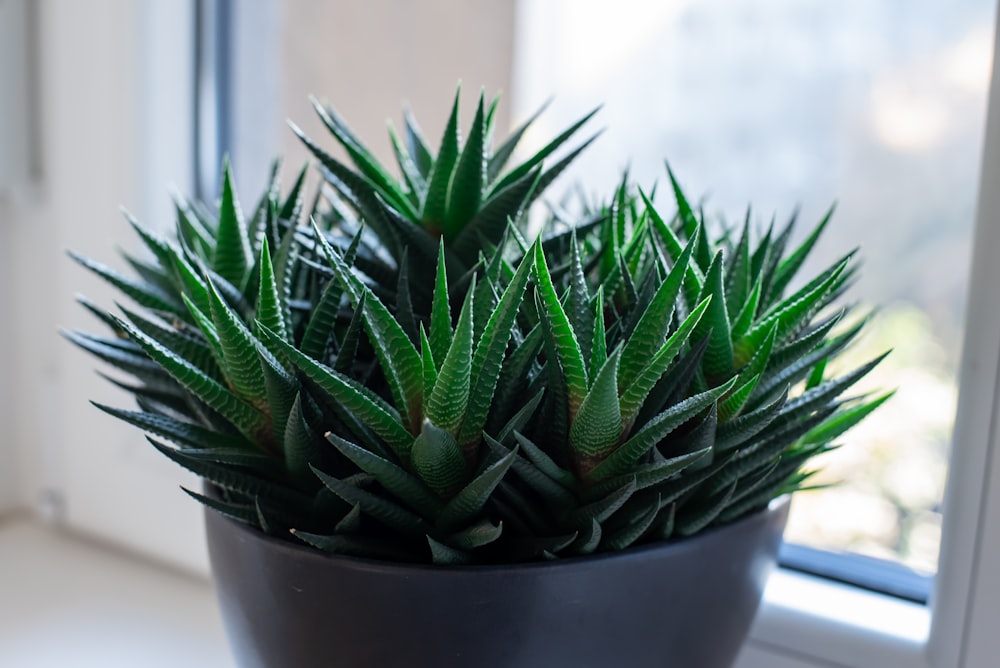 una planta en maceta sentada en el alféizar de una ventana