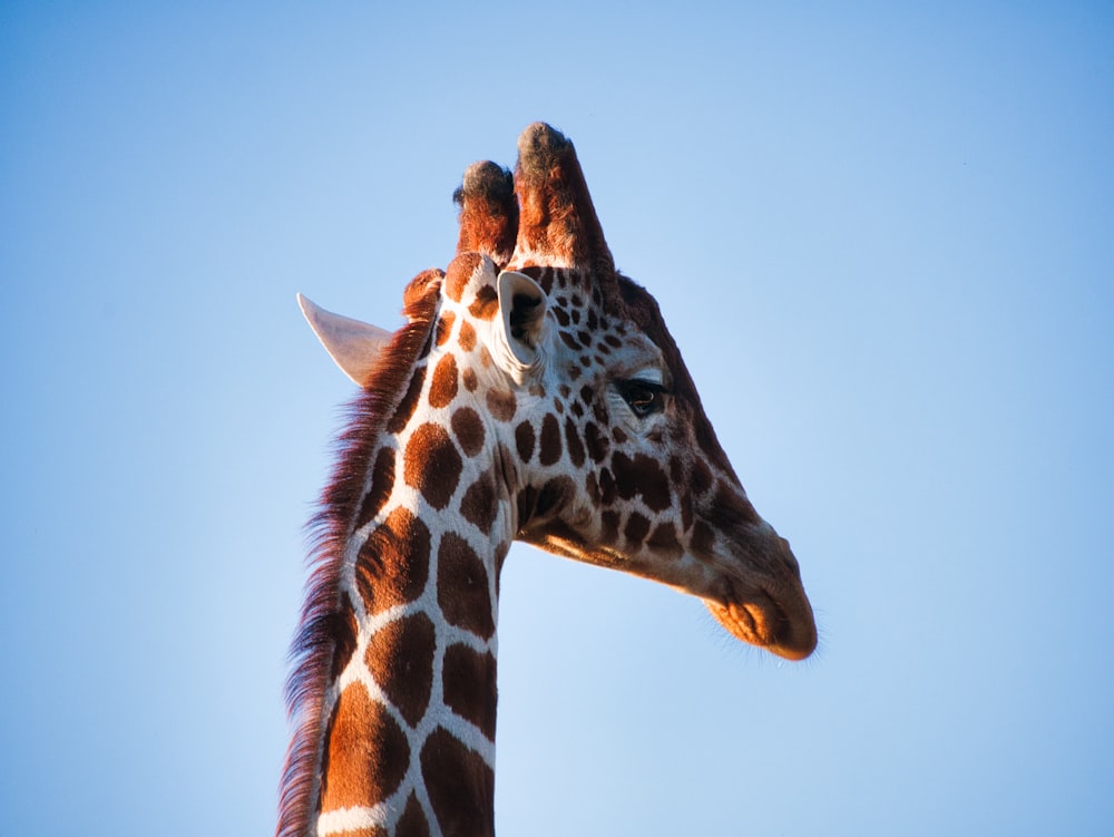 a close up of a giraffe's head against a blue sky
