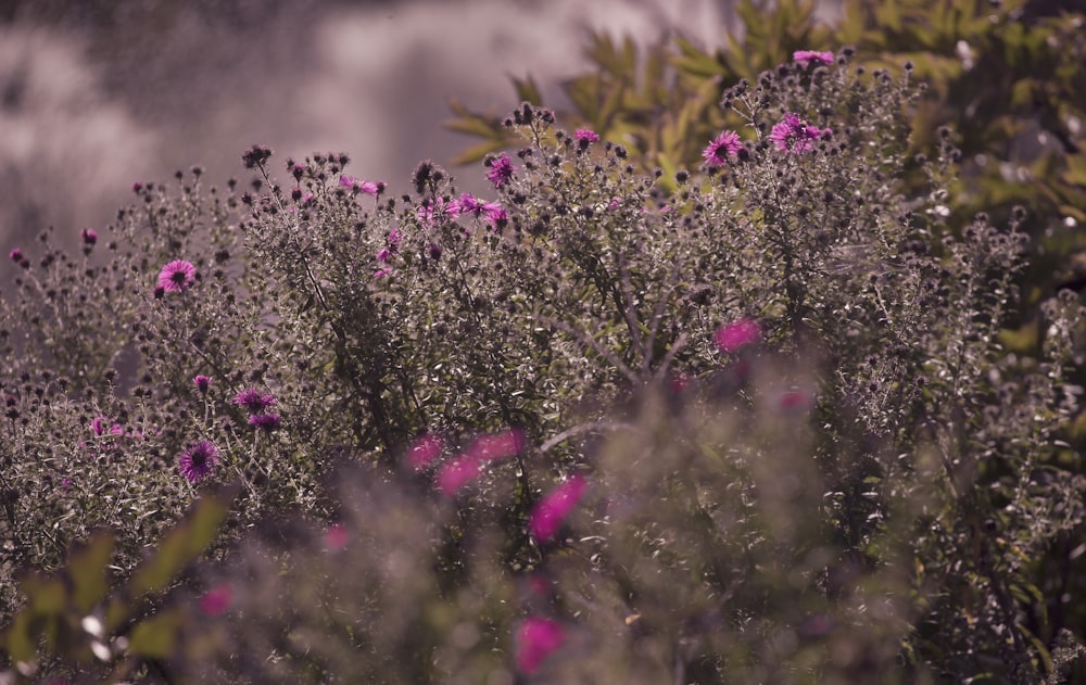 a bunch of flowers that are in the grass