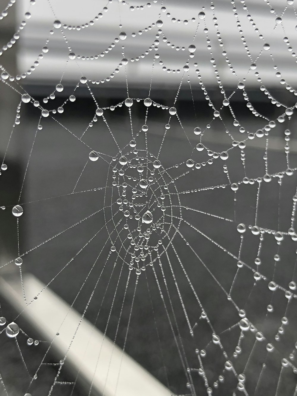 a spider web with water drops on it