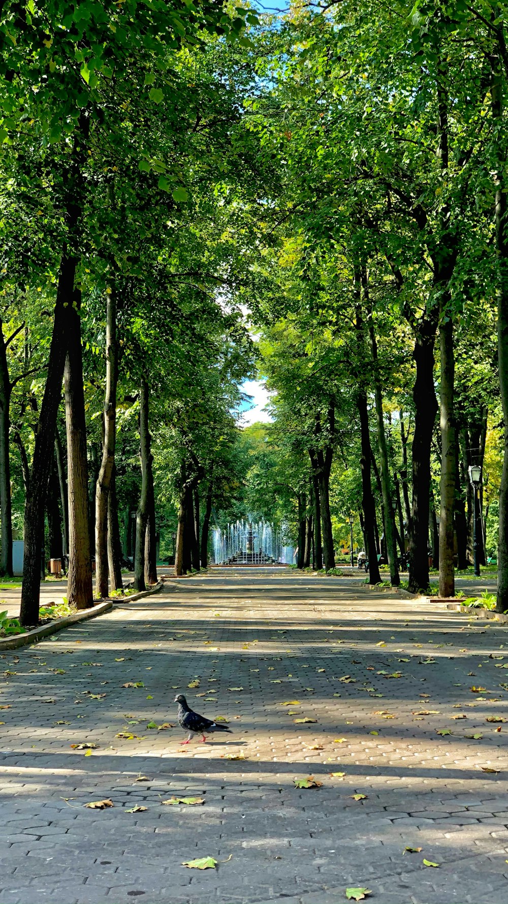 a bird sitting in the middle of a tree lined street