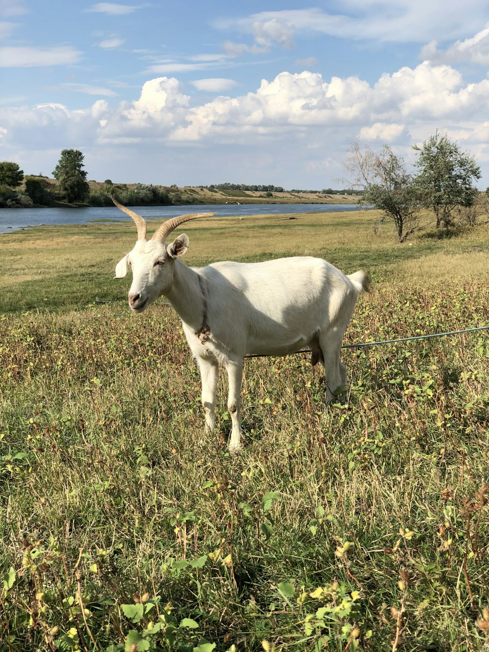 a white goat standing on top of a lush green field