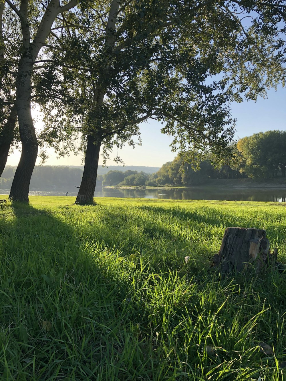 a grassy field with trees in the background