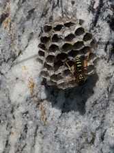 A wasp is perched on a small, intricately constructed hexagonal nest attached to a rough, textured surface. The nest appears to be made of a papery material and is affixed to a stone wall with a mottled pattern of dark and light grays. The wasp features a vivid black and yellow striped pattern on its body and has distinct orange legs.