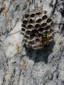 A wasp is perched on a small, intricately constructed hexagonal nest attached to a rough, textured surface. The nest appears to be made of a papery material and is affixed to a stone wall with a mottled pattern of dark and light grays. The wasp features a vivid black and yellow striped pattern on its body and has distinct orange legs.