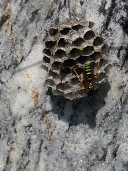 A wasp is perched on a small, intricately constructed hexagonal nest attached to a rough, textured surface. The nest appears to be made of a papery material and is affixed to a stone wall with a mottled pattern of dark and light grays. The wasp features a vivid black and yellow striped pattern on its body and has distinct orange legs.
