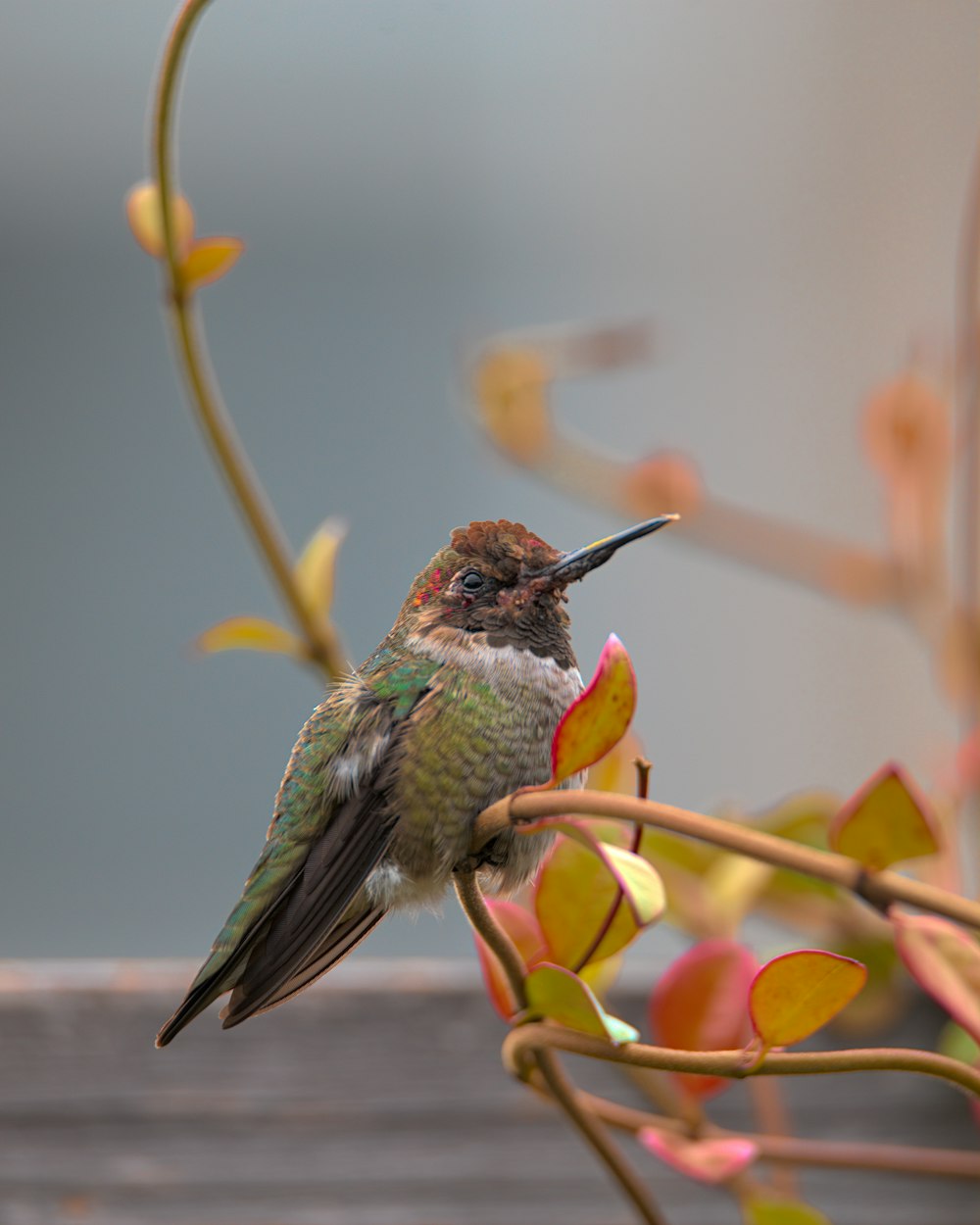 Un colibri perché sur une branche avec des fleurs en arrière-plan