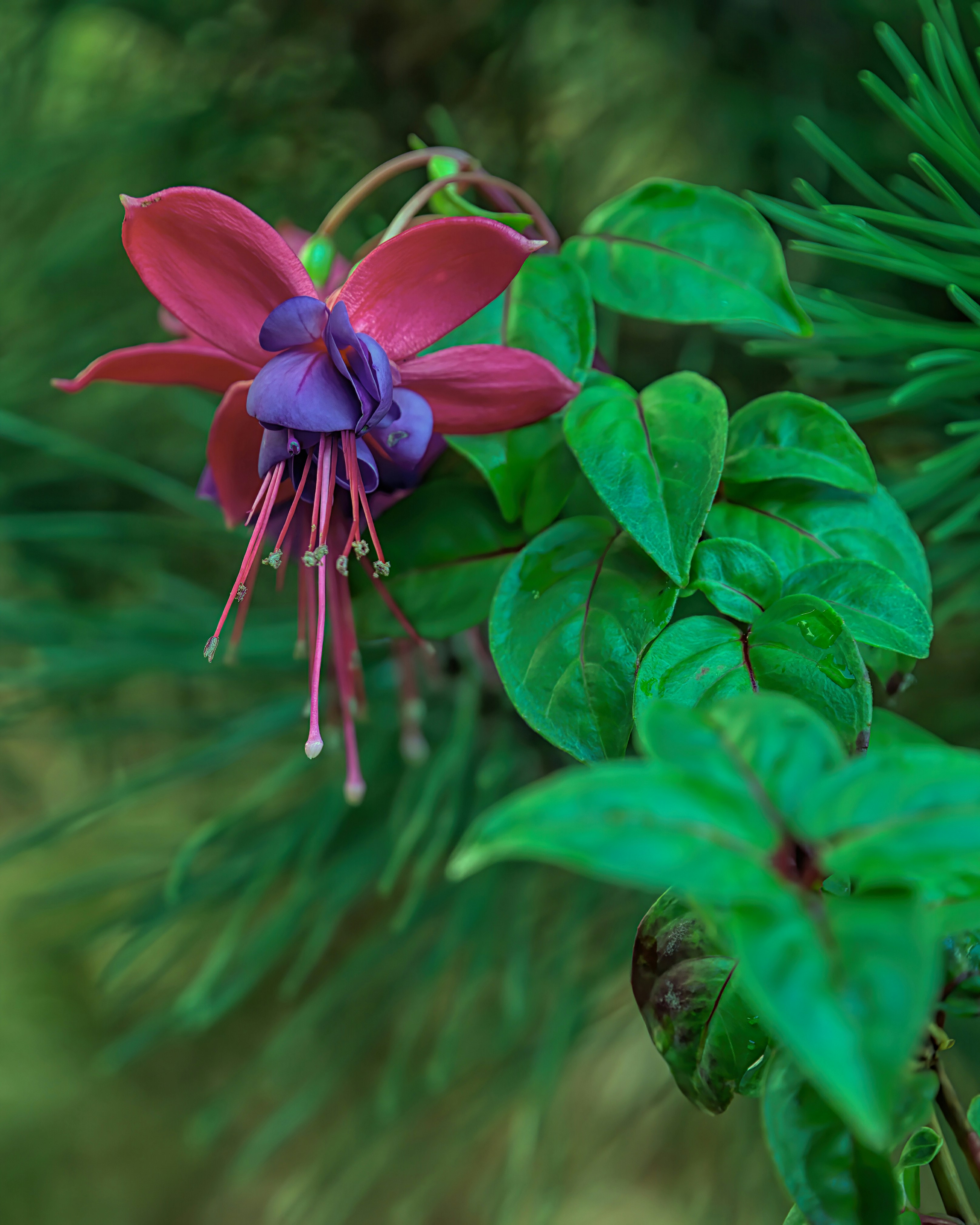 Una flor roja y púrpura sentada encima de una planta verde