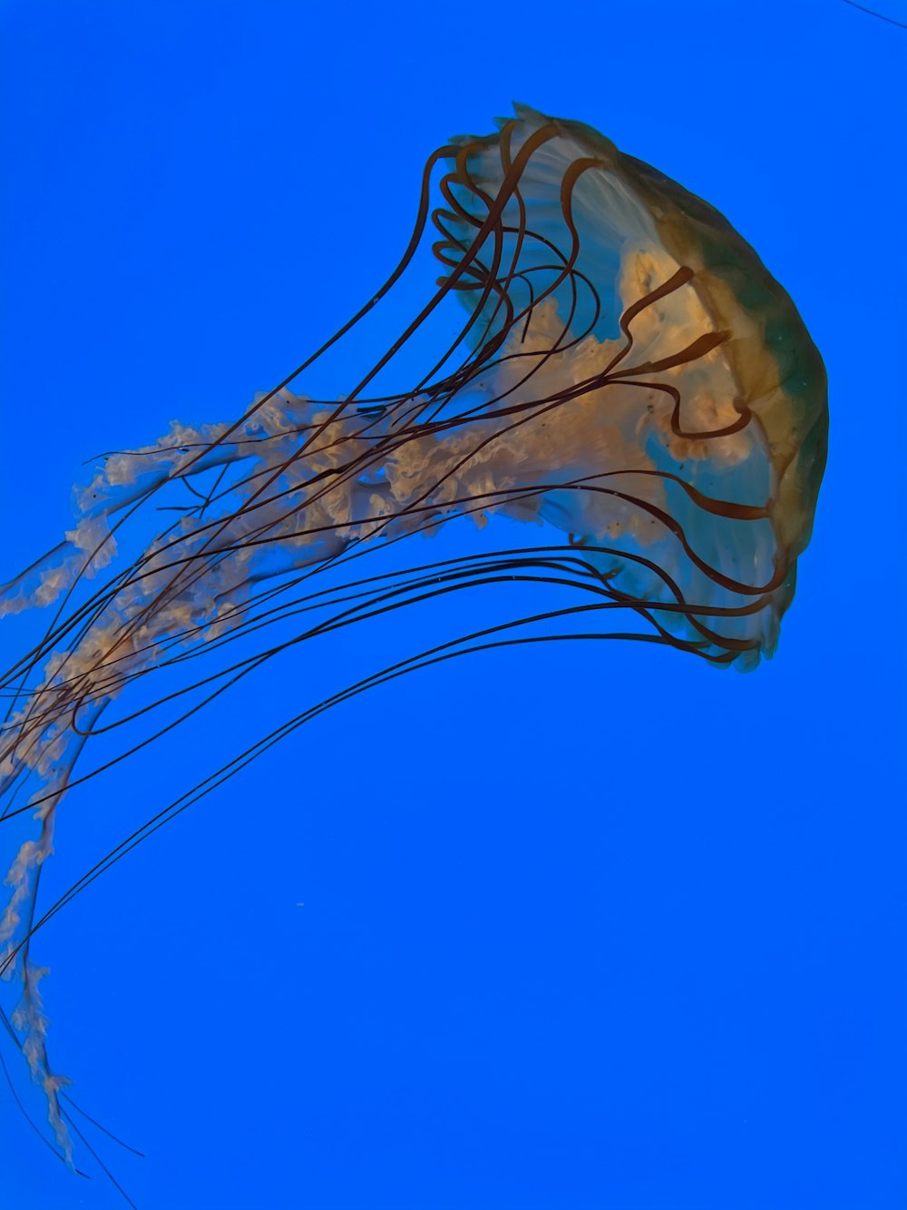 a jellyfish is floating in the blue water