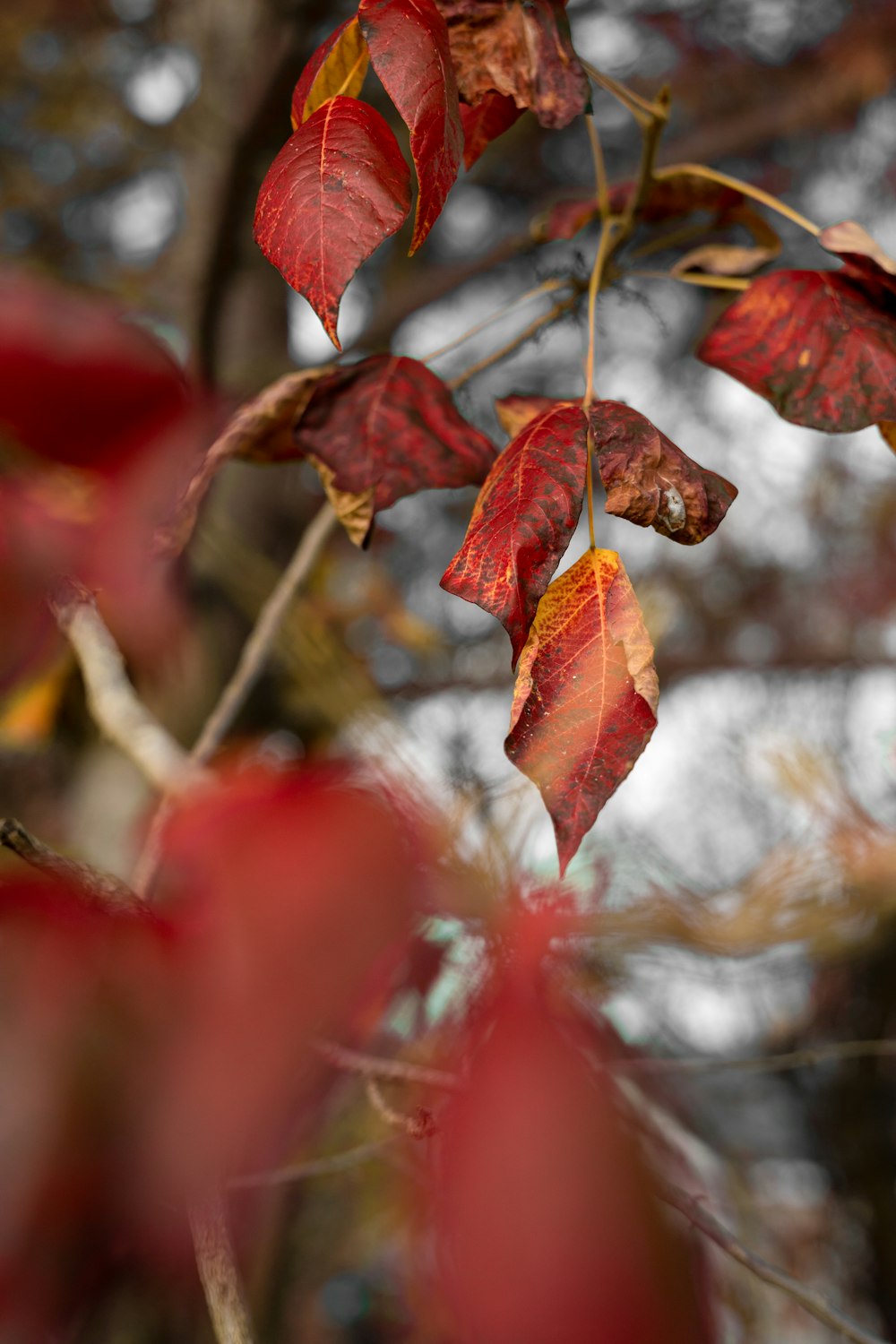 a tree branch with red leaves in the fall