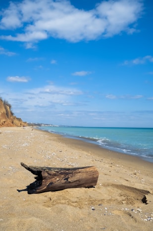a log laying on a beach next to the ocean