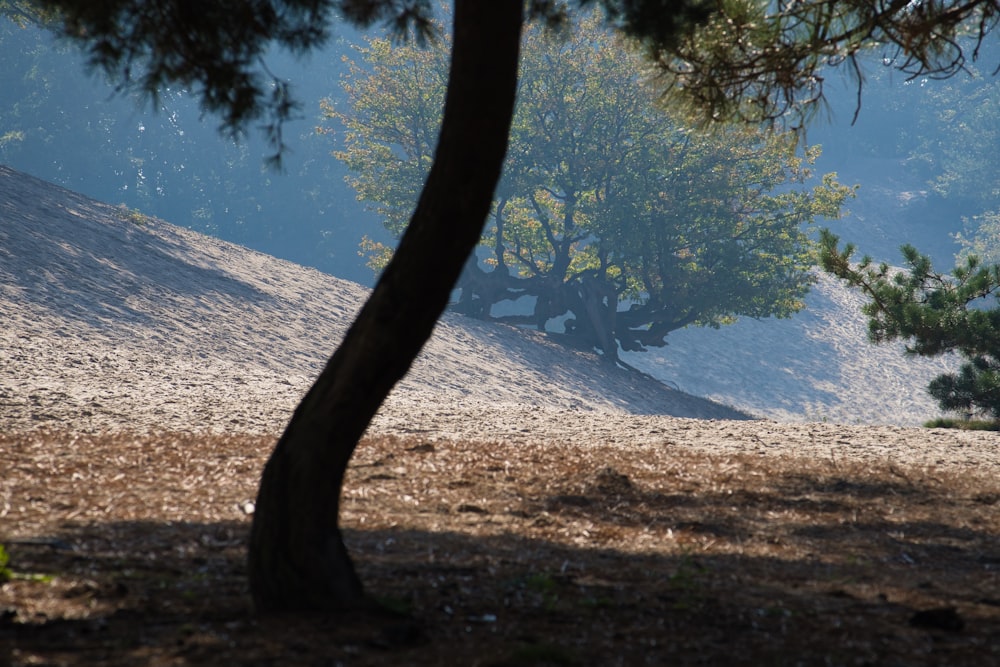 a lone giraffe standing in the shade of a tree