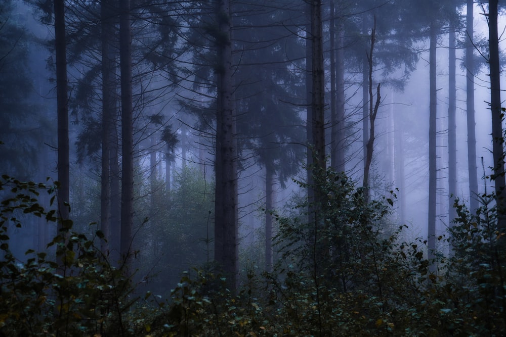 a foggy forest filled with lots of trees