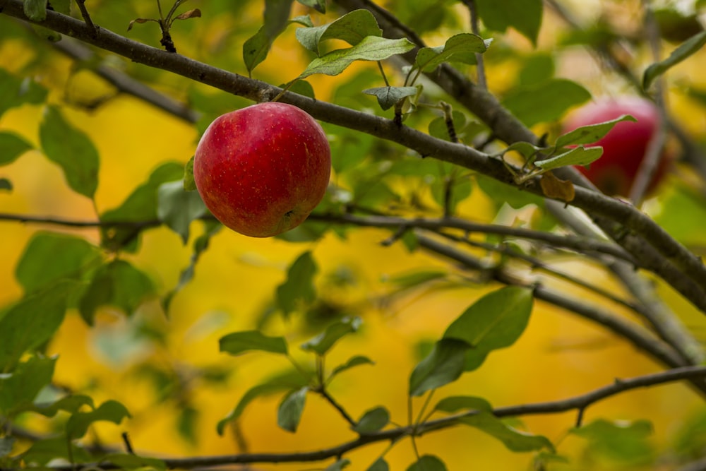 a red apple hanging from a tree branch