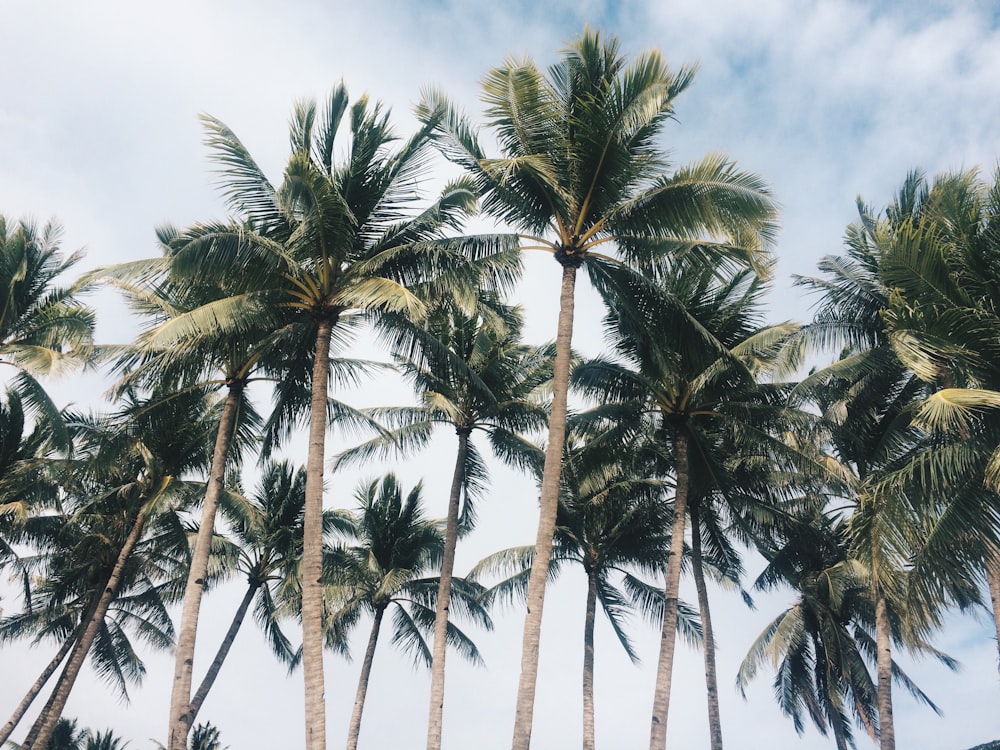 a group of palm trees with a blue sky in the background