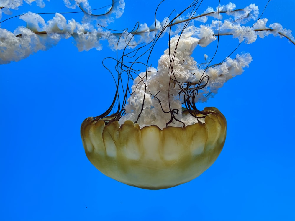 a large jellyfish floating in the water