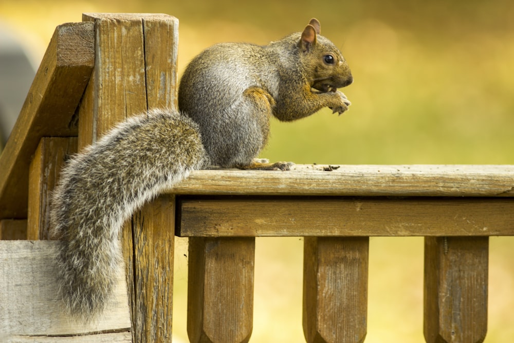 a squirrel sitting on top of a wooden bench