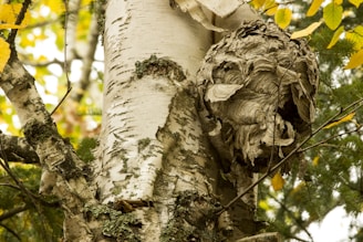 a close up of the bark of a tree