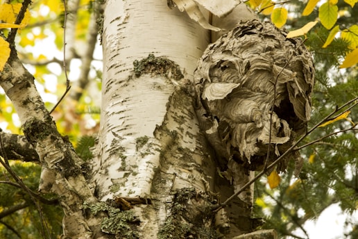 a close up of the bark of a tree
