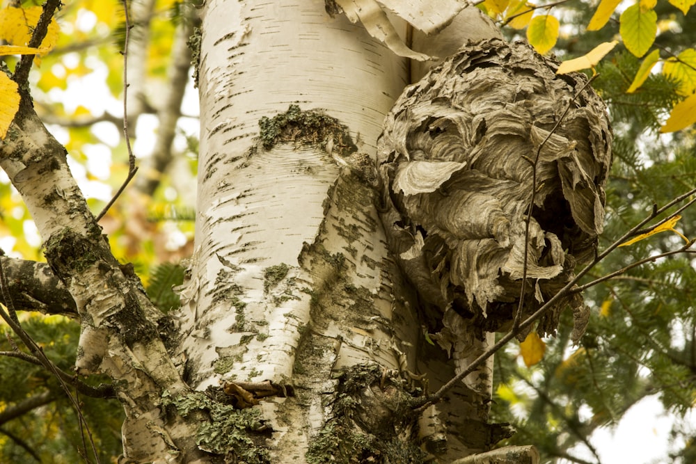 Un primer plano de la corteza de un árbol