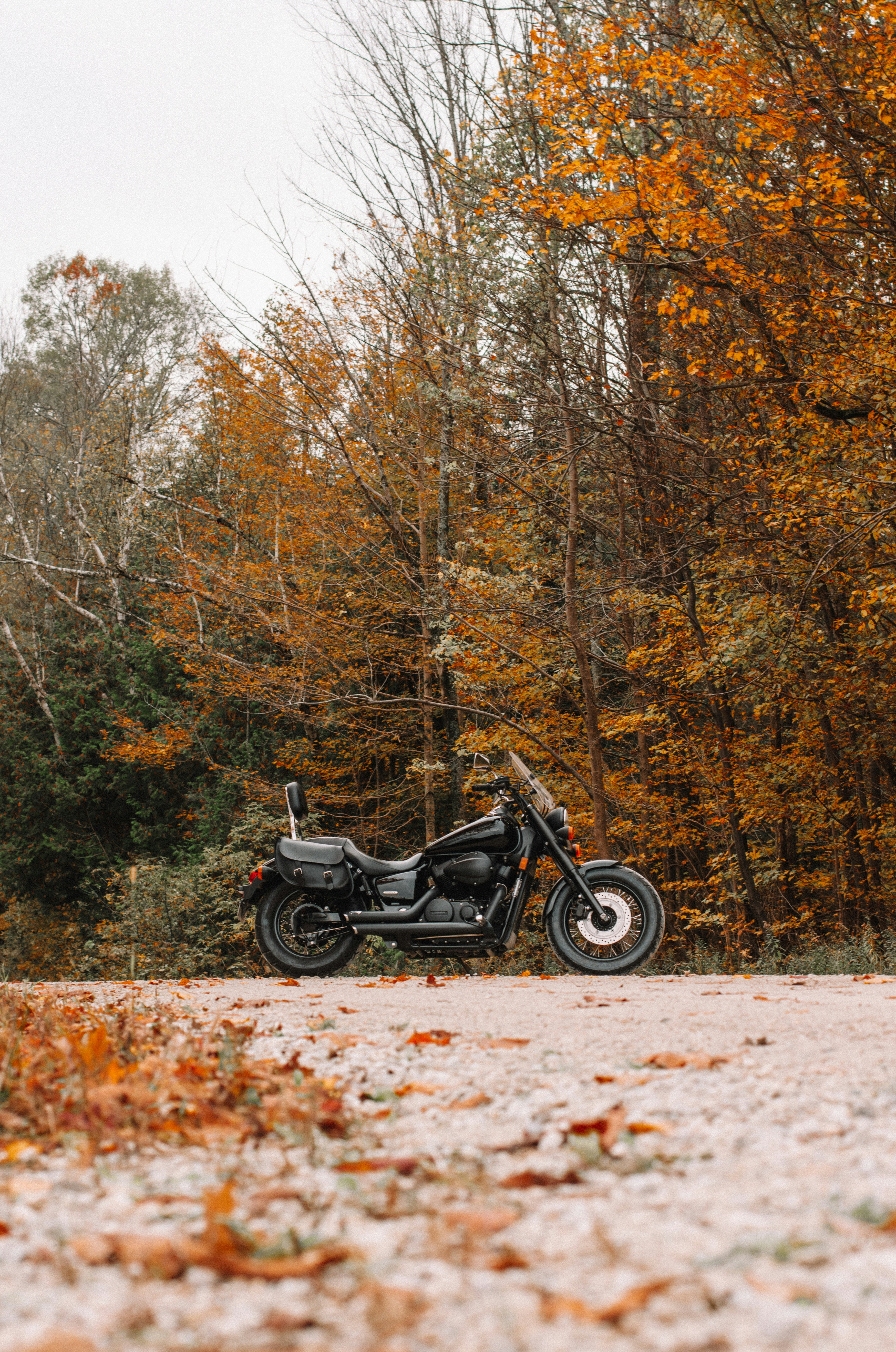 An electric motorcycle parked in a lush green forest, symbolizing clean energy.