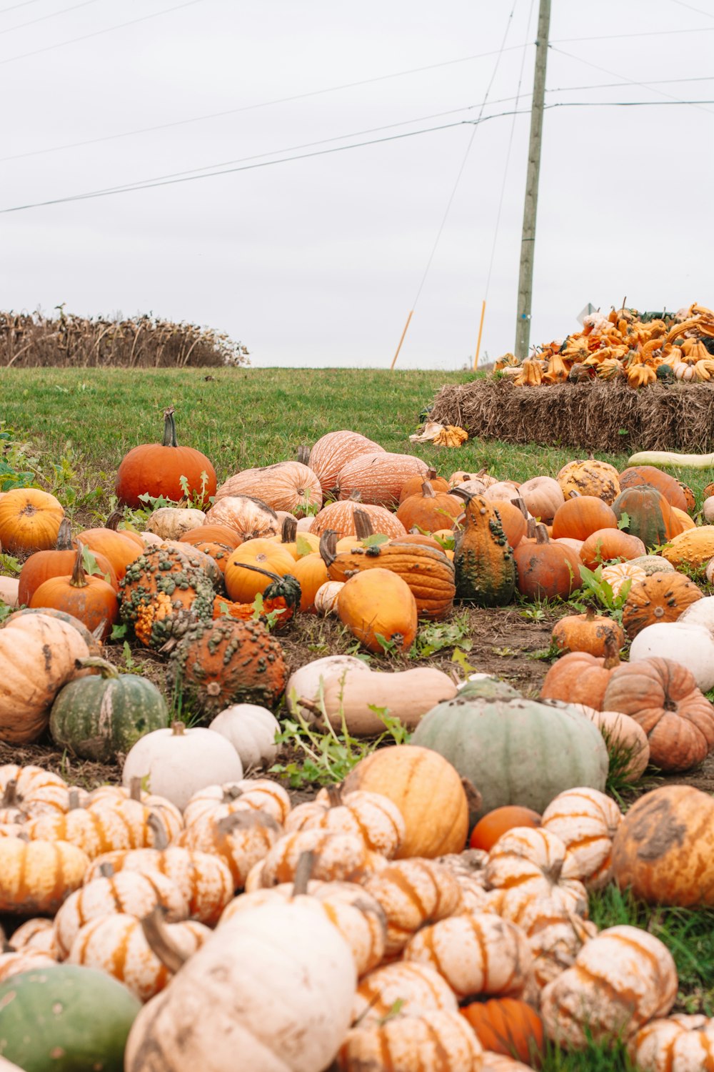 a pile of pumpkins sitting on top of a lush green field