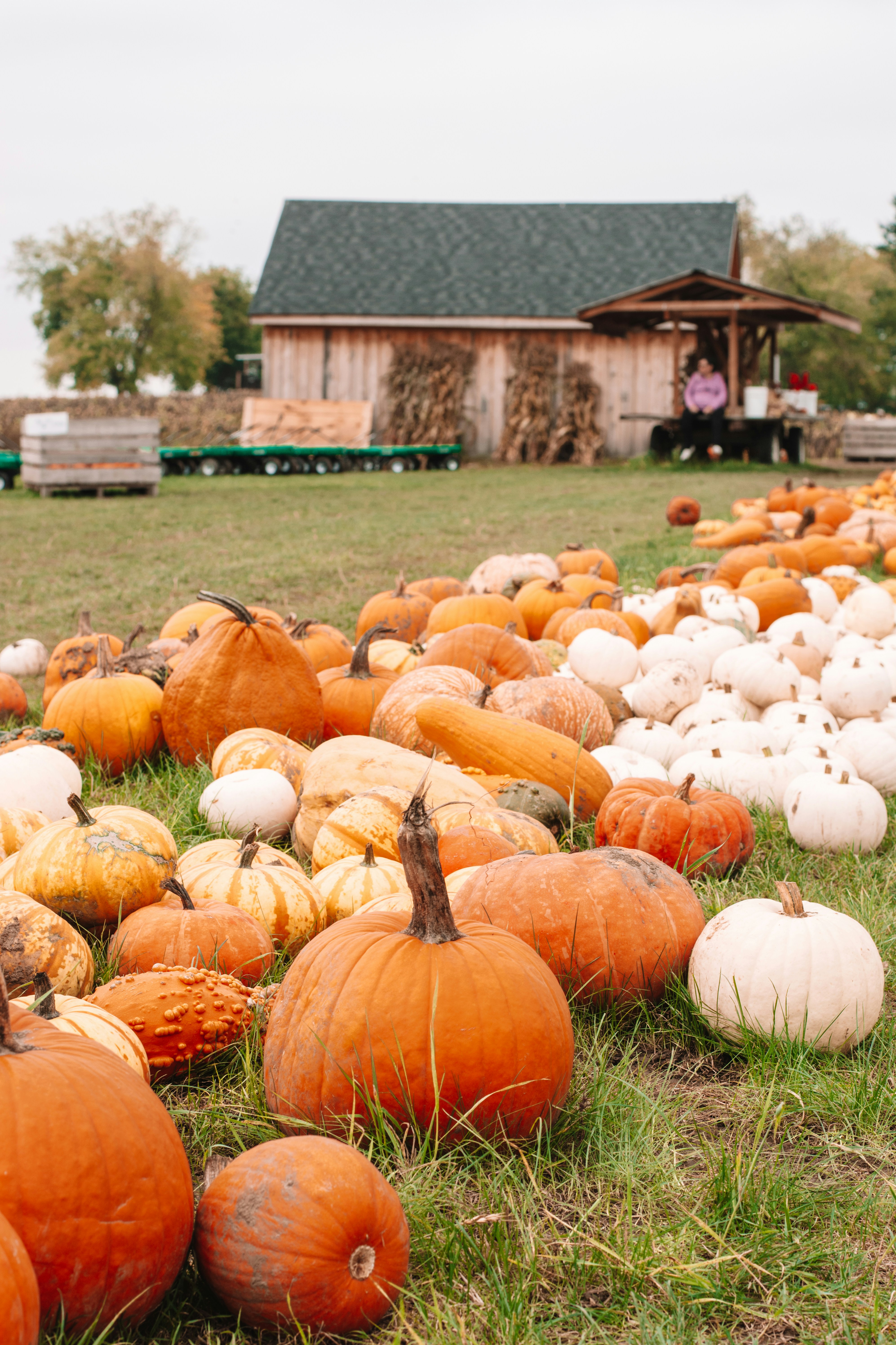 Un campo lleno de calabazas con un granero al fondo